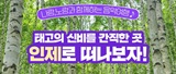 나랑,노랑 인제편
